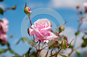 One pink rose against a blue sky New Dawn
