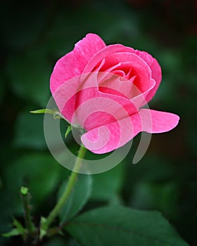 One pink rose against green leaves