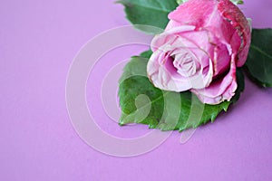 One pink rose bud with green leaf lies on a pink background