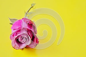 One pink rose bud lies on a yellow background