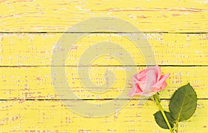 One pink rose flower on colored wood with copy space