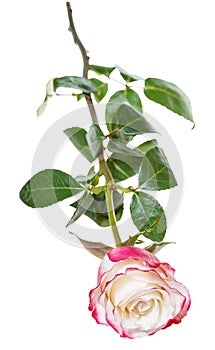 One pink rose flower isolated on white