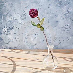 One pink rose flower with long stem and green leaves in glass round vase on wooden table on gray background close up, sun light