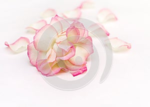 One pink rose flower with white petals on a white background