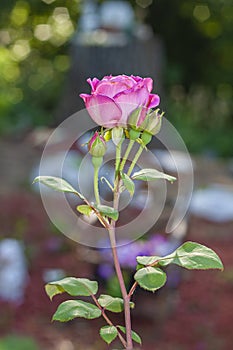 One pink rose with three new buds just starting to open