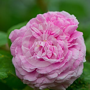 One pink tea rose flower in the garden