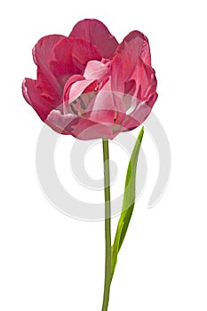 One pink terry tulip (Tulipa) with green leaves on a white isolated background