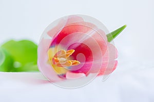 One pink tulip close up lying on white background