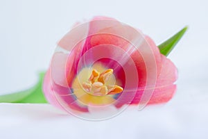 One pink tulip close up lying on white background