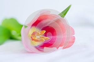 One pink tulip close up lying on white background