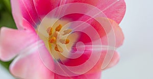 One pink tulip close up on white background banner