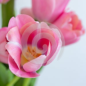 One pink tulip close up on white background square photo