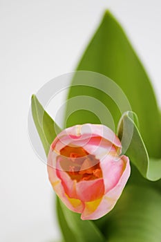 one pink tulip with orange veins in a vertical arrangement close-up on a white background.