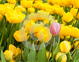 One pink tulip standing out from many yellow ones. Individuality concept