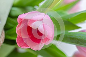 One pink tulip with water drops close up on white background