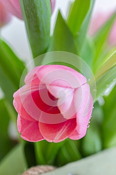 One pink tulip with water drops close up on white background