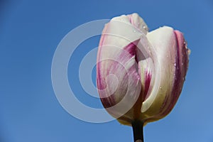 One Pink Tulip Witn Rain Drops