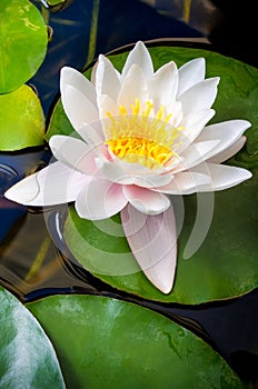 One Pink Water Lily Blossomed into a lake, with Beautiful Petals