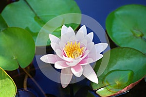 One pink water lily flower blossom on blue water and green leaves background close up, purple lily in bloom on pond, lotus flower