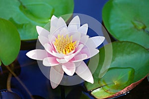 One pink water lily flower blossom on blue water and green leaves background close up, purple lily in bloom on pond, lotus flower