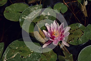 One pink water lily in water