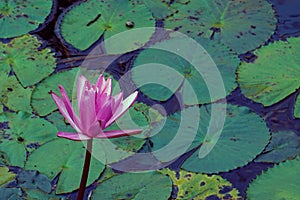 One pink waterlily flower