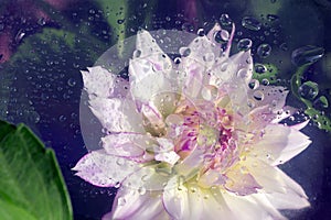 One pink white dahlia flower under glass with water drops. Abstract nature background. Floral pattern. Flat lay composition for