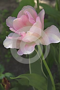 One pink white tulips TÃºlipa with green leaves in a flower bed in a garden