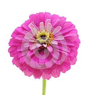 One pink zinnia.