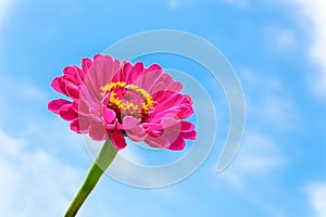 One pink Zinnia flower on stem with blue sky