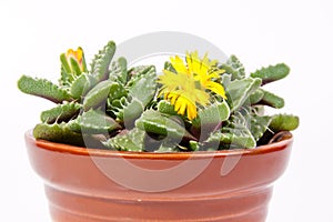 One plant with yelloy flower