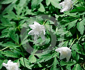 One planting with many lovely white anemones
