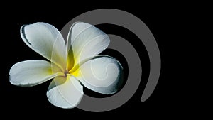 One Plumeria on black background with cliping path