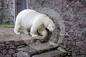 One  polar bear goes down the stairs and scratches his back on the stones. The weather is sunny in a zoo
