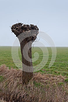 One pollarded willow in a Dutch landscape
