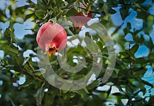 One pomegranate fruit in the tree, waiting to be harvested, photo