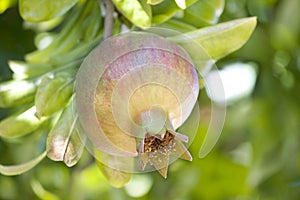 One pomegranate Punica granatum fruit ripening on a tree