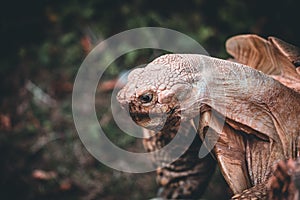 one Pond slider isolated on the white background