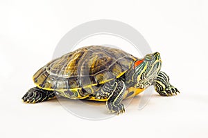 One Pond slider isolated on the white background