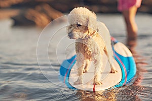 One poodle dog stand on surf board