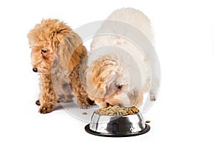 One poodle puppy eating kibbles from a bowl with another uninterested