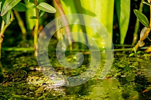 One pool frog in water in natural habitat. Pelophylax lessonae. European frog