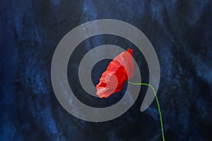 One poppy flower macro shot on dark blue background