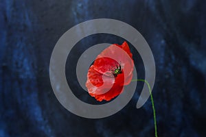 One poppy flower macro shot on dark blue background