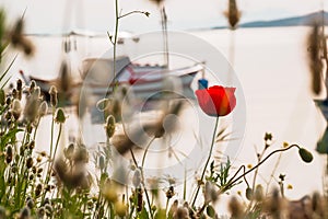 One poppy flower in a meadow near the seashore with fishing boats drifting. Sunset at seaside