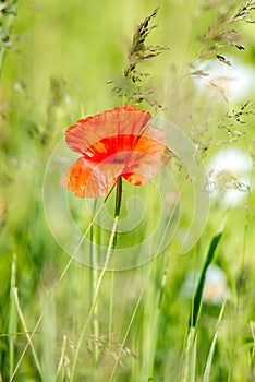 One poppy flower in a wild meadow.  Nature wallpaper