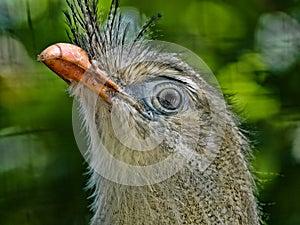 One Portrait of an adult male, Red-legged-Seriema, Cariama cristata