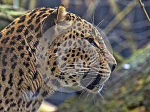 Portrait of male Persian Leopard, Panthera pardus saxicolor