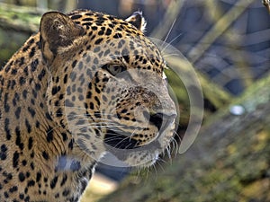 Portrait of male Persian Leopard, Panthera pardus saxicolor