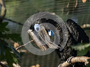 one Portrait of a Trumpeter Hornbill, Ceratogymna buccinator, with a massive helmet on its beak